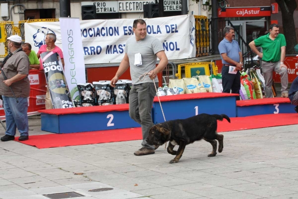 Bosco de Fonte Xunquera: VG 1 - Young Puppy Males, Luarca, Asturias, Spain (AEPME), 21.07.2012
Keywords: 2012