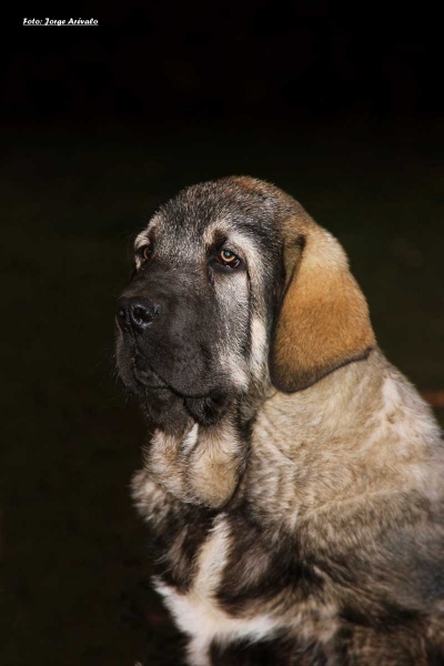 Puppy from Spain
Photo added by Jorge Arevalo
Keywords: puppyspain