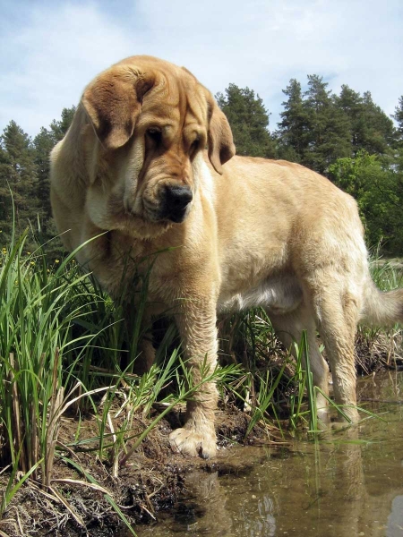 Enzo Lu Dareva - looking for frogs...
Keywords: ludareva