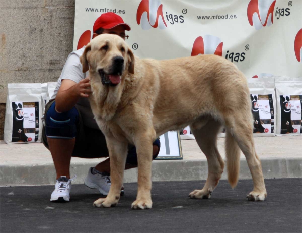 Intermediate Class Males - Villafranca del Bierzo, 06.09.2014
Keywords: 2014