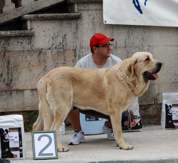 Intermediate Class Males - Villafranca del Bierzo, 06.09.2014
Keywords: 2014