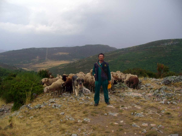 Mastines de Abelgas 
Keywords: flock abelgas