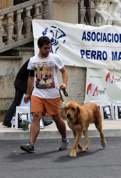 Intermediate Class Females - Villafranca del Bierzo 06.09.2014
Keywords: 2014