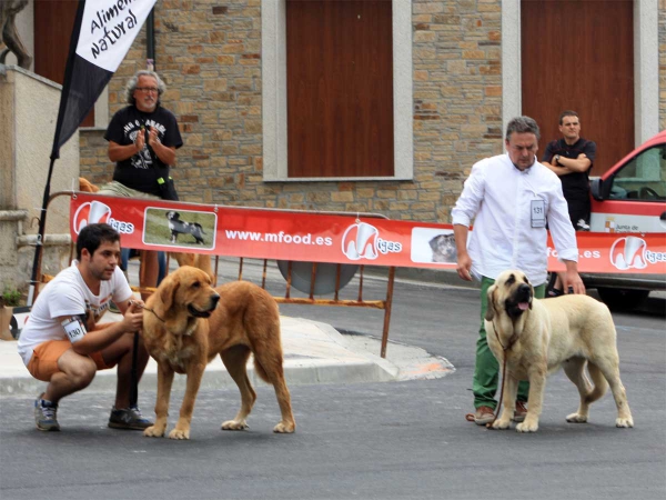 Intermediate Class Females - Villafranca del Bierzo 06.09.2014
Keywords: 2014