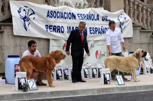 Intermediate Class Females - Villafranca del Bierzo 06.09.2014
Keywords: 2014