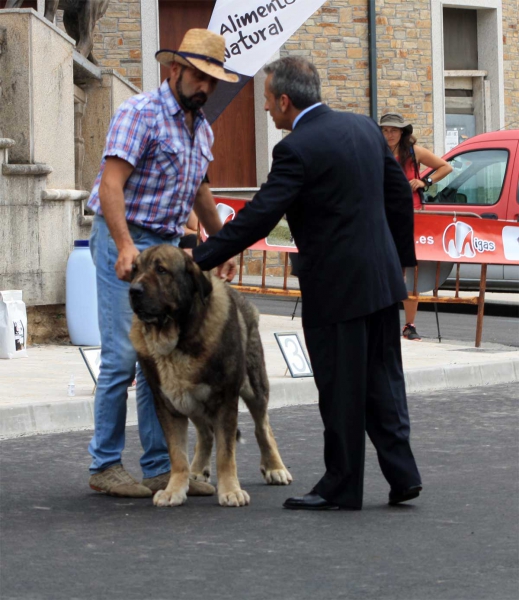 Veteran Class Machos - Vllafranca del Bierzo 06.09.2014
Keywords: 2014