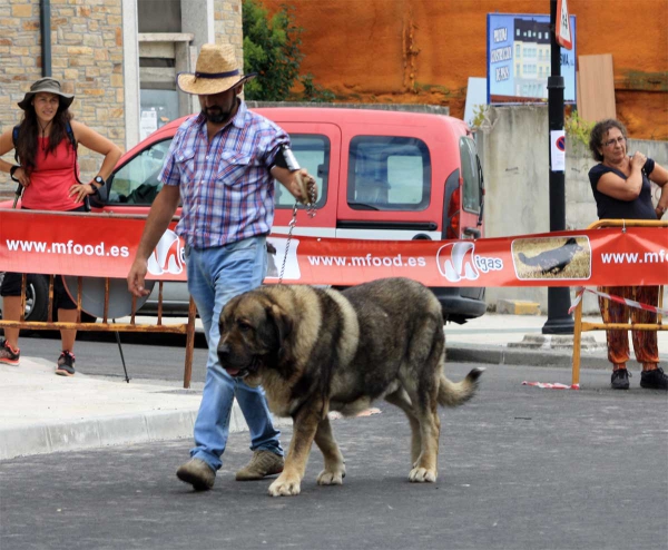 Duque de Reciecho - Veteran Class Machos - Villafranca del Bierzo 06.09.2014
Keywords: 2014