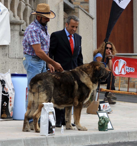 BIS: Duque de Reciecho - Villafranca del Bierzo 06.09.2014
Nacido: 25.12.2005
Keywords: 2014