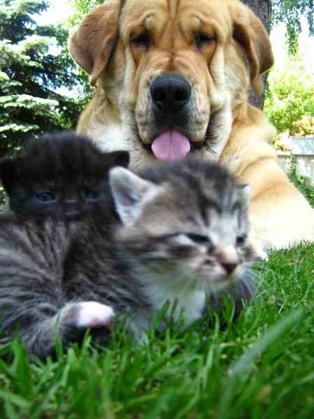 Enzo Lu Dareva with kittens 
3. Winner of mastín photo of the month June 2008 in Mastin Gallery
Keywords: pet ludareva