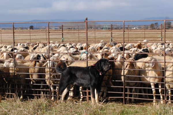 Iberón
Fecha de nacimiento: 20/05/2012
Iberón viene del sur, de Dancá Cotufa. Es hijo de Yuca y Valentino

Keywords: caduernas flock