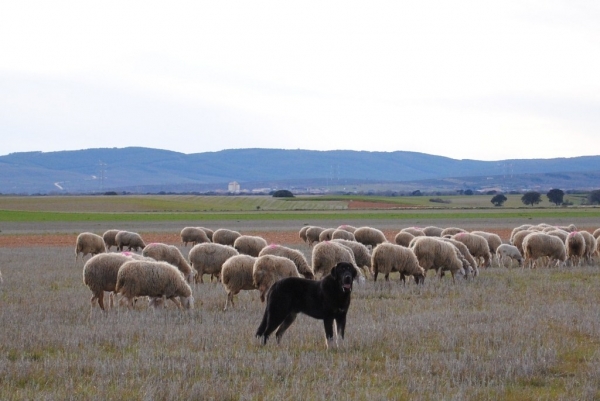 Iberón
Fecha de nacimiento: 20/05/2012.
Iberón viene del sur, de Dancá Cotufa. Es hijo de Yuca y Valentino.
Keywords: caduernas flock