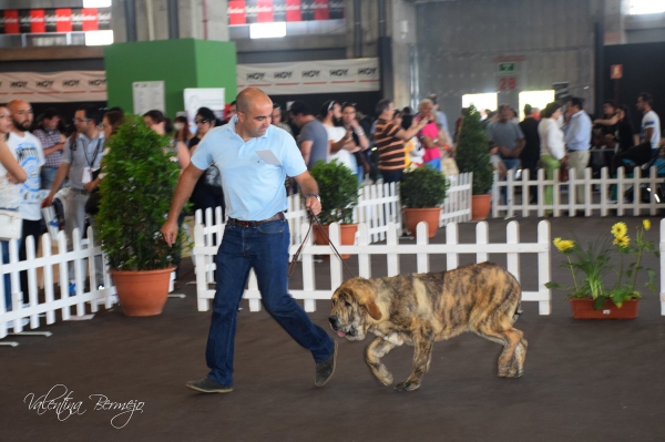 Ícaro de la Calella de Otur - 1º, Muy cachorros Machos, Badajoz, Spain 10.05.2015
Keywords: 2015