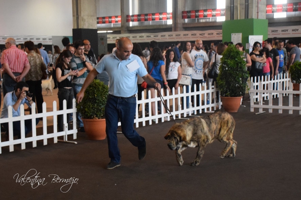 Ícaro de la Calella de Otur - 1º, Muy cachorros Machos, Badajoz, Spain 10.05.2015
Keywords: 2015