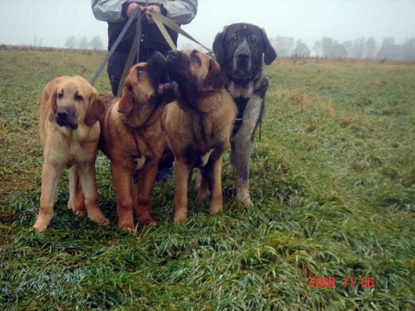 Iglesias Tornado Erben, Zhuzha Sinko Zemplina, Neron de Filandon & Komtesa Sofie Tornado Erben
(Baskervil Mastibe x Tecla de Valdejera) 
Born: 01.02.2006
Keywords: cortedemadrid