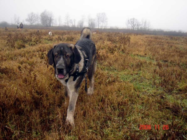 Iglesias Tornado Erben 9,5 months old
(Baskervil Mastibe x Tecla de Valdejera) 
Born: 01.02.2006
Keywords: cortedemadrid