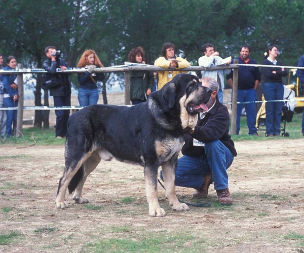 Ulises de Babia: EXC 1, Open Class Males - Monográfica AEPME, Colmenar Viejo, Madrid 20.10.2001
Ch Truman X Brenda de Babia
Born:. 30.01.1998 

Keywords: 2001 babia