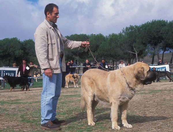 Puerto del Coto de Vera: EXC 4 - Open Class males,  Monográfica AEPME, Colmenar Viejo, Madrid 20.10.2001
Tigre del Coto de Vera X Leona II del Coto de Vera
Born 12.12.1999 
Keywords: 2001 cotovera