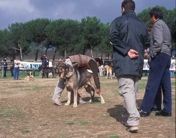 Alba de Jusiante: EXC 1, Champion Class Females - Monográfica AEPME, Colmenar Viejo, Madrid 20.10.2001
Cronos  X Calima del Corisco

Keywords: 2001 jusiante