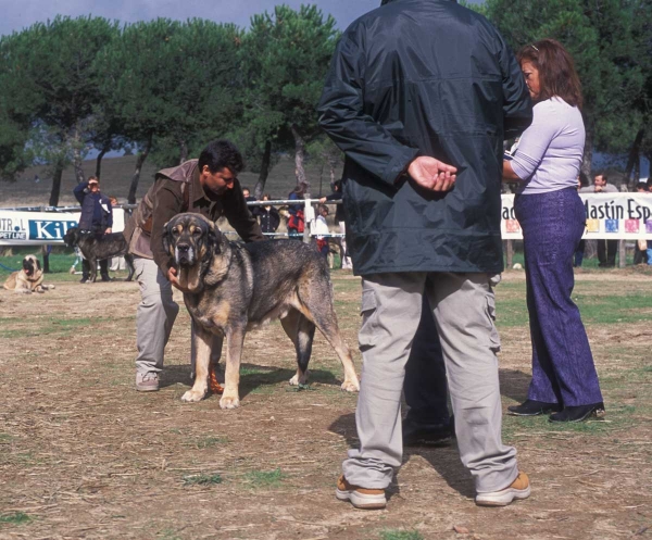 Alba de Jusiante: EXC 1, Champion Class Females - Monográfica AEPME, Colmenar Viejo, Madrid - 20.10.2001 
Cronos  X Calima del Corisco

Keywords: jusiante