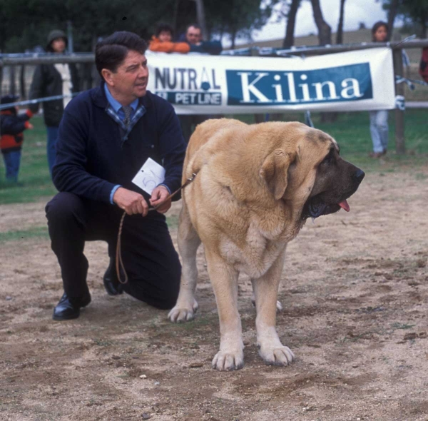 Jorgito de Montes del Pardo: EXC 6, Open Class Males - Monográfica AEPME, Colmenar Viejo, Madrid 20.10.2001
Ch Tonio de Montes del Pardo X Flor de Trashumancia

Anahtar kelimeler: 2001