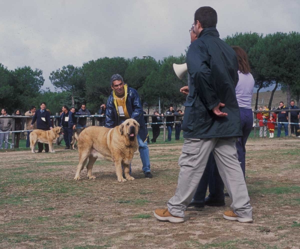 Drake de Montes del Pardo: EXC 8, Open Class Males  - Monográfica AEPME, Colmenar Viejo, Madrid - 20.10.2001
Excelente 8º: Drake de Montes del Pardo
Ch Tonio de Montes del Pardo X Dalila III de Montes del Pardo
Born: 20.09.1999 


Keywords: 2001 pardo