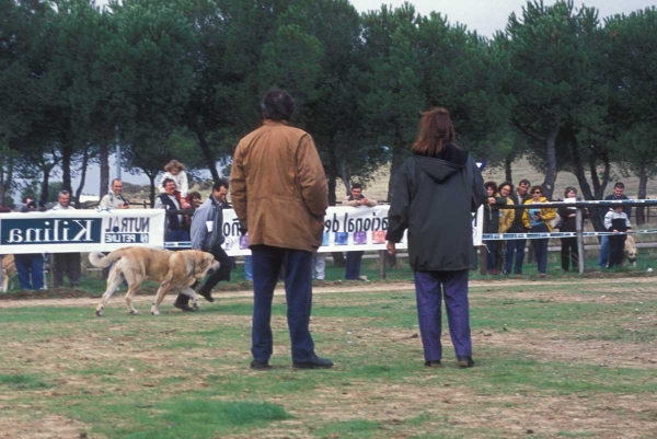 Tizón de Fuente Mimbre: EXC 4, Young Class Males - Monográfica AEPME, Colmenar Viejo, Madrid 20.10.2001
Ch Ulises de Ablanera X Senda de Trashumancia
Born: 10.07.2000  

Keywords: 2001