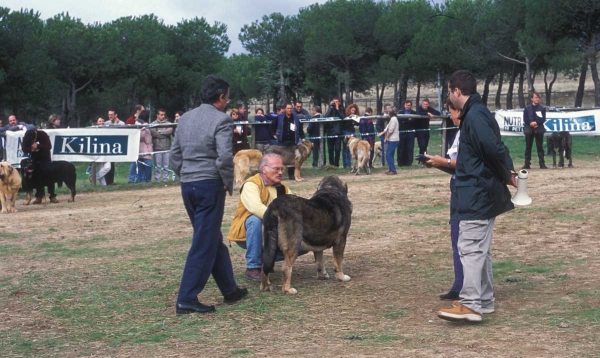 Sony de Montes del Pardo:  EXC 7, Open Class Males - Monográfica AEPME, Colmenar Viejo, Madrid - 20.10.2001
Ch Tonio de Montes del Pardo X Mimí de Montes del Pardo
Born: 14.06.1999 



Keywords: 2001 pardo