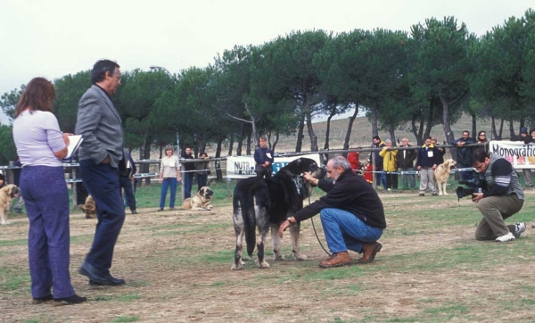 Ulises de Babia: EXC 1, Open Class Males - Monográfica AEPME, Colmenar Viejo, Madrid - 20.10.2001
Keywords: babia 2001