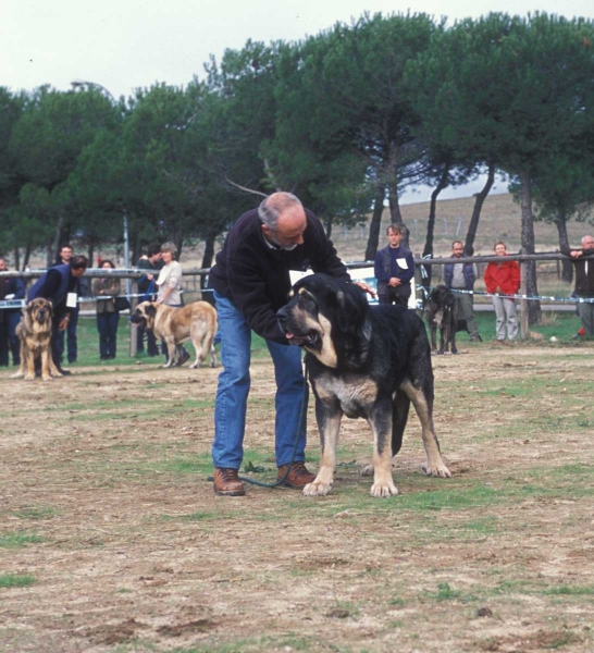 Ulises de Babia: EXC 1, Open Class Males - Monográfica AEPME - Colmenar Viejo, Madrid - 20.10.2001
Keywords: 2001 babia