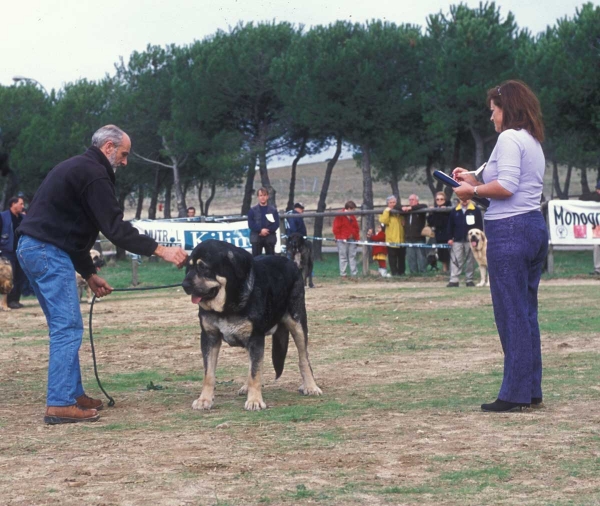 Ulises de Babia: EXC 1 Open Class Males -  Monográfíca AEPME, Colmenar Viejo, Madrid - 20.10.2001
Keywords: 2001 babia