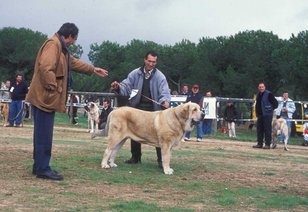 Tizón de Fuente Mimbre: EXC 4, Young Class Males -  Monográfica AEPME, Colmenar Viejo, Madrid 20.10.2001
Ch Ulises de Ablanera X Senda de Trashumancia
Born: 10.07.2000 
Keywords: 2001