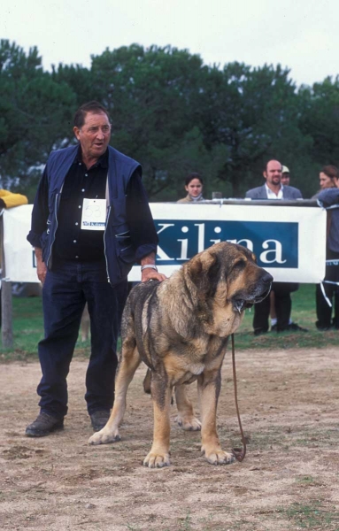 Sultán: EXC 3, Open Class Males - Monográfíca AEPME, Colmenar Viejo, Madrid - 20.10.2001
Kronos de Babia X Aquiana

Keywords: 2001 cuetonegro