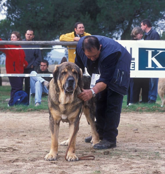 Sultán; EXC 3, Open Class Males - Monográfica AEPME - Colmenar Viejo, Madrid - 20.10.2001
Keywords: cuetonegro 2001