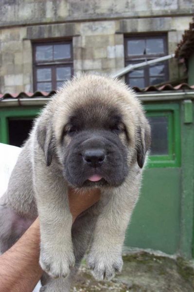 Seo de Torreanaz
(Llanero de Ablanera x Tina de Babia)
Born: 01.07.2004

Keywords: torreanaz