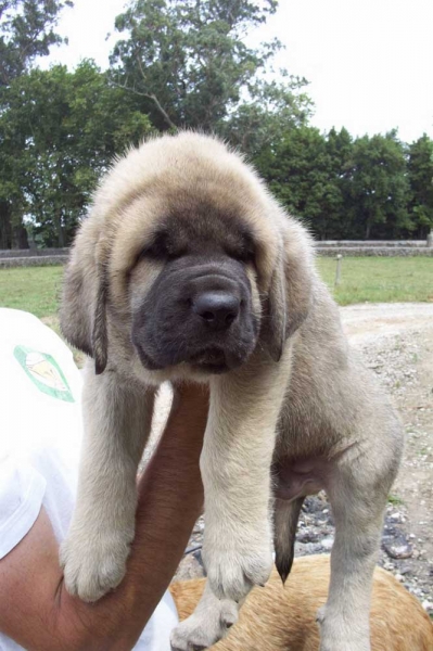 Seo de Torreanaz
(Llanero de Ablanera x Tina de Babia)
Born: 01.07.2004

Keywords: torreanaz