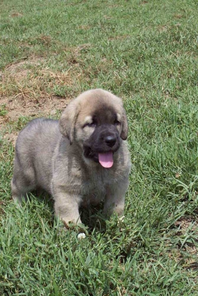 Seo de Torreanaz
(Llanero de Ablanera x Tina de Babia)
Born: 01.07.2004

Keywords: torreanaz