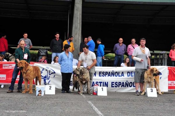 Intermedia Machos / Intermediate Males - Pola de Siero 14.07.2012
Keywords: 2012