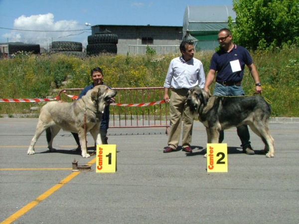 1º.- Campanero & 2º.- Pollero - Intermedia Class Males/Intermedia Machos, Villablino, Leon, 04.07.2004
Keywords: 2004