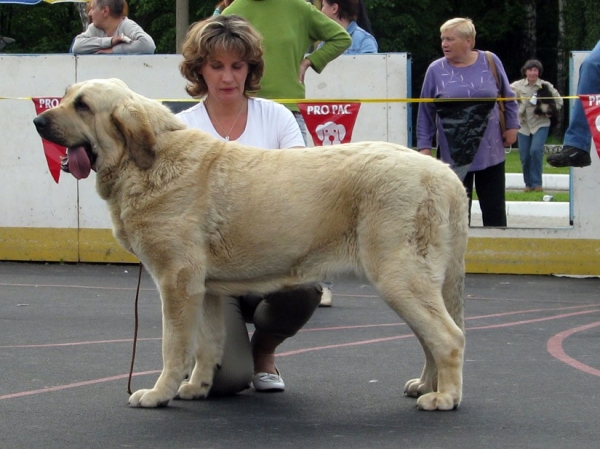 Joko Mastibe:­ exc 1, CAC, Best female, Best of breed (BOB) - Intermediate Class Females, The Cup of Pro Pac 2009, Noginsk
Basil Mastifland and Goya Mastibe
Born: 20.12.2007 
Keywords: 2009 cortedemadrid