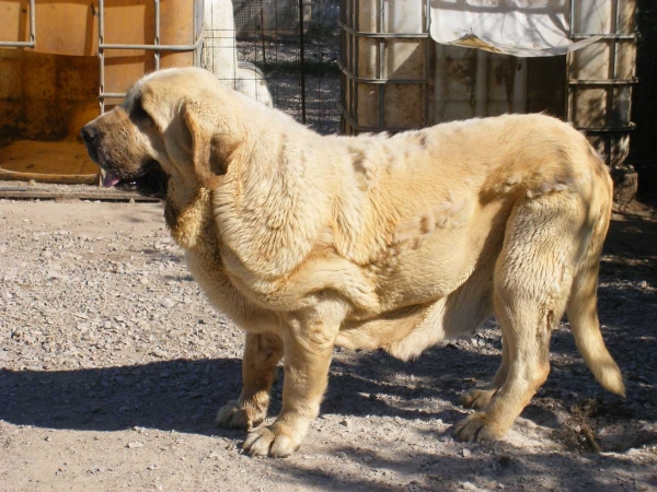 Isis de Montes del Pardo
(Chapi de Montes del Pardo x Bosnia de la Tercia)
Keywords: riberadelpas