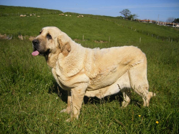 Isis de Montes del Pardo
(Chapi de Montes del Pardo x Bosnia de la Tercia)
Keywords: riberadelpas