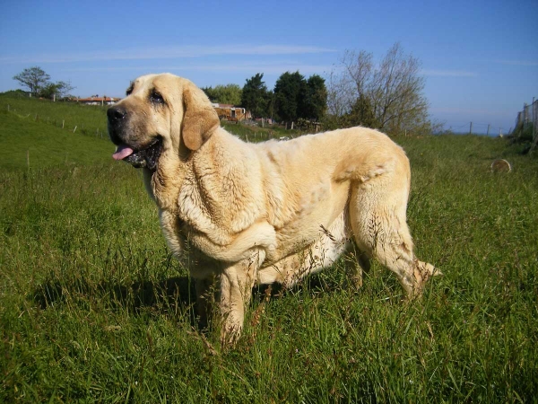 Isis de Montes del Pardo
(Chapi de Montes del Pardo x Bosnia de la Tercia)
Kľúčové slová: riberadelpas