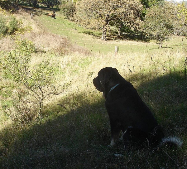 Ivan (Iker de Picu Xiana) watching the goats and horses
Keywords: jordan flock