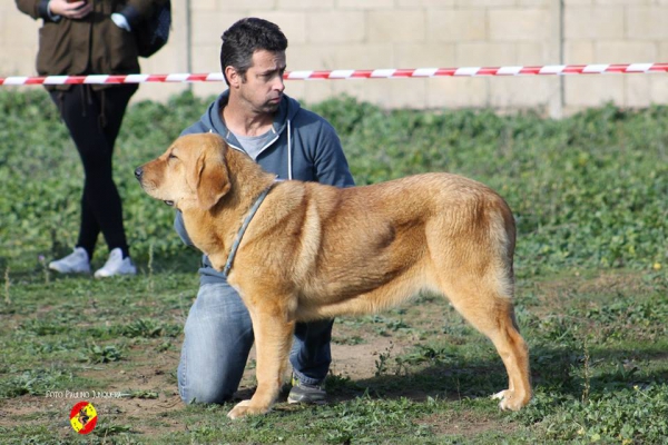 Izara de La Pirinola: 1ª puppy class female and Best Puppy - Mansilla de las Mulas 09.11.2014
Keywords: 2014