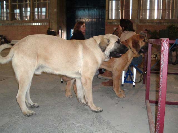 Jaen de Orzowei: EXC. 1 - Young Class Males & Galano: VG1, Puppy Class Males - National show, Cádiz 20.11.2004
(Elfo Dancá Cotufa x Guachi Dancá Cotufa) 
Breeder: Carlos Salas Pardo
Owner: Manuel Gonzalez Butrón.
 

Keywords: 2004 butron