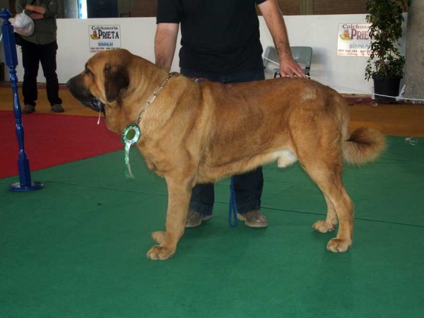 Jaen del Orzowei, EXC. 1º, CAC. CACIB & Best Male - Jerez de la Frontera, Cádiz 19-20.11.2006
(Elfo Dancá Cotufa X Guachi Dancá Cotufa) 
Owner: Manuel J. González Butron.
Keywords: 2006 orzowei