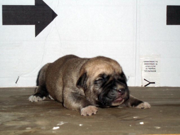 Jalisco de Anaise - born 01.09.2007   
Apolo de Fontanar x Anaise de Trashumancia  
01.09.2007   

Keywords: puppyspain puppy cachorro