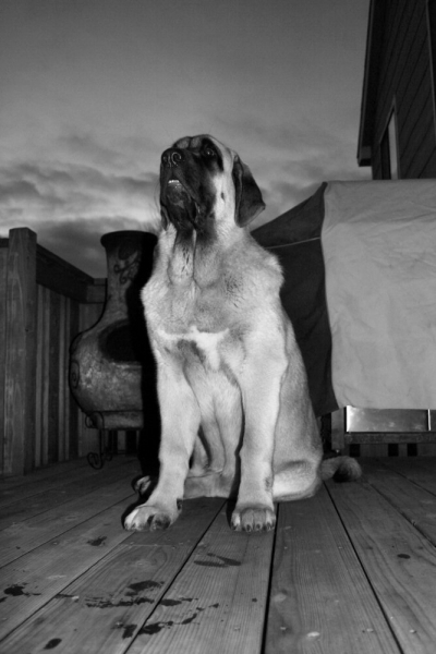Gitana 
Gitana looking on
We stepped outside on the back patio and the sky had a wicked texture, tried to catch it but in my endevours managed to catch this picture of Gitana looking on in Black and white.
2. Winner Photo of the Month February 2009 in Mastin Gallery

Keywords: moreno