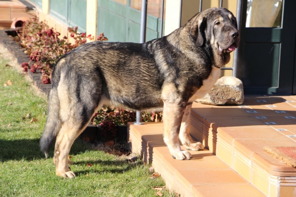 CH Jr Jarcha de Tierra de Órbigo. 
Campeona Joven de España 2018 (PH)
Keywords: tierraorbigo