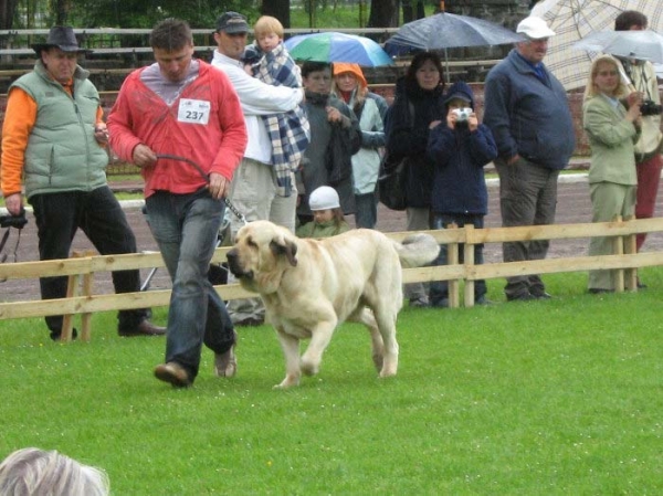 RAMONET - Exc 1, CWC, Best male , BOB , BIG - National Show, Jenenia Gora - Poland - 18.05.2008
Keywords: 2008 tornado confundo